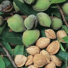 Amandier Conseils De Plantation Taille Et Entretien
