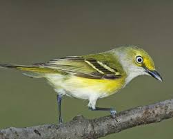 Backyard Birds Of New Jersey Field Guide White Eyed Vireo National Audubon Society Birds Bird Life List Pet Birds Great Backyard Bird Count