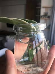 About the hindu rope plant. A Krimson Queen Leaf Is Already Rooting After 6 Days In Water Has Anyone Successfully Propagated A New Plant From A Leaf Cutting Hoyas