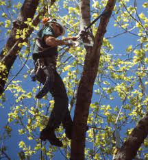 Faqs for finding day cares in cleveland. Tree Service Cleveland Tree Services Cleveland Tree Trimming Cleveland Cleveland Tree Company Tree Removal Cleveland