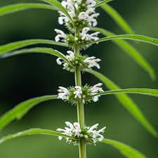 Image result for Leonurus japonicus