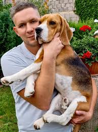 Image result for bígl