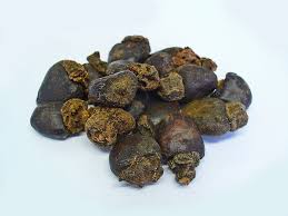 Image result for Anacardium