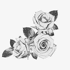 Rose Sketch Rose Clipart Gray Black Sketch Png And Vector With Transparent Background For Free Download Rose Drawing Tattoo Rose Tattoos Hip Tattoo