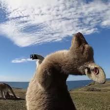 Popculture On Instagram Actual Footage Of Me Trying To Fold A Fitted Sheet Wavestowildernesse Funny Animal Videos Cute Little Animals Funny Animals