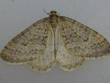 Image result for Operophtera fagata