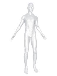 Resultado de imagen para cuerpo humano
