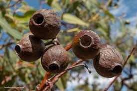 Image result for Acacia haematoxylon