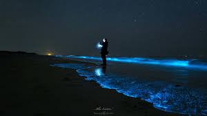 In zeevonk geeft josha zwaan mooie beschrijvingen hoe de tijd was waarin men op goed geluk een zeevonk is geen autobiografische roman. Zomerweer Zeevonk Zorgt Voor Magische Taferelen Nos