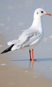 Gulls, or colloquially seagulls, are seabirds of the family laridae in the suborder lari. A Seagull Enjoying The Beach Coastal Birds Sea Birds Beautiful Birds