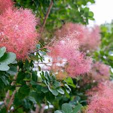 Here are 10 trees and shrubs with purple leaves, including japanese maples, crabapples, barberries, and more. Smoke Bush Plant Care And Growing Guide
