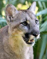Check spelling or type a new query. Florida State Animal Florida Panther Felis Concolor Coryi