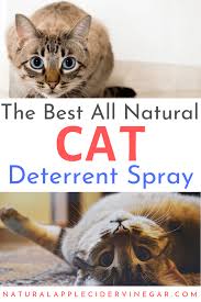 The Best All Natural Cat Deterrent Spray Recipe All Natural Home Cat Deterrent Cat Deterrent Spray Cat Scratching Furniture