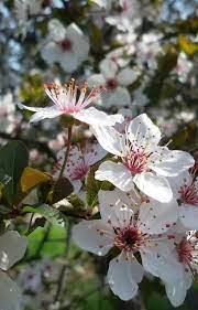 Gli alberi dai fiori bianchi è un evento che si è svolto sulle pagine del gruppo amici degli alberi di facebook da lunedì 6 aprile a mercoledì 15 aprile. Albero Fiori Bianchi