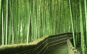 The Guinness World Record For The Fastest Growing Plant On Earth Belongs To A Certain Bamboo Species That Unique Trees Beautiful Places To Visit Vacation Trips