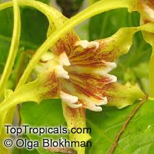 Image result for Strophanthus kombe