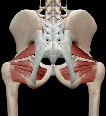 • the sciatic nerve passes just inferior to the piriformis therefore a tight piriformis muscle my contribute to compression on the sciatic nerve. Learn Muscle Anatomy Lateral Rotators