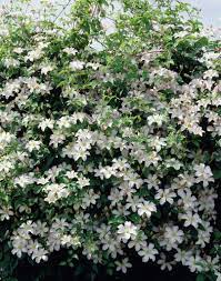 White anthers and yellow stamens. Clematis Huldine Easy 10 15 Full Sun Late Long Bloom July Sept Likes Fences Blooms On New Wood Prune 3 To The Clematis Haus Und Garten Klematis