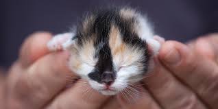 How to measure heart rate. Kitten Deaths Fading Kittens International Cat Care
