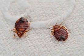 We don't leave any stone unturned and offer the best termite control services in hyderabad and experience to our clients. Bed Bug Control Services In Hyderabad Bed Bug Control Service