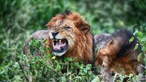 Afrika Da Safari Turu Yapmadan Once Full Rehber Gezgin Cift