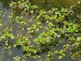 Image result for Hydrostachys bismarckii