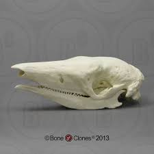 Giant Armadillo Skull Bone Clones Inc Osteological Reproductions Armadillo Animal Bones Animal Skeletons