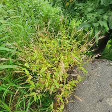 Image result for Arthraxon lancifolius