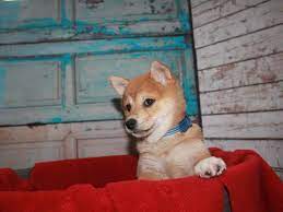 The american kennel club is specific on the types and locations of cream markings for each color. Shiba Inu Dog Male Red 2668790 Pet City Houston