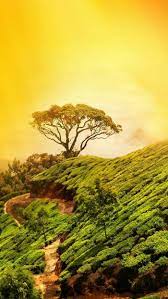 Best Nature Wallpapers Iphone Best Nature Wallpapers Nature Wallpaper Nature Wallpaper Iphone