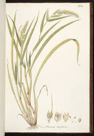 Image result for Echinochloa stagnina