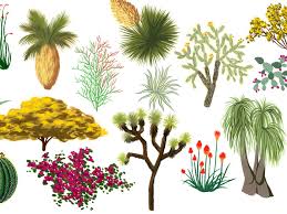 Jul 22, 2014 · there are also plants called forbs: California Desert Plants An Illustrated Guide Curbed La