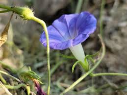 Image result for Ipomoea blepharophylla