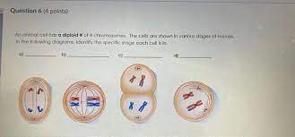 If an animal cell has the following chromosome number. Question 6 4 Points An Animal Cell Has A Diploid Chegg Com
