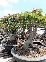 Pin On Desert Rose