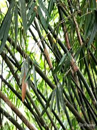 Image result for Oxytenanthera abyssinica