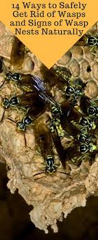 This includes leftover picnic food or pet food and tightly sealing your trashcans. How To Keep Wasps Away From Me Arxiusarquitectura