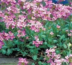 Image result for Arabis