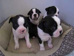 Boston terrier puppies for sale and dogs for adoption in california, ca. Litter Of 4 Boston Terrier Puppies For Sale In Imperial Beach Ca Adn 62754 On Puppyfinder Com Gender Ma Boston Terrier Boston Terrier Puppy Puppies For Sale