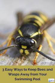 If you want to keep wasps away or discourage them from building nests in specific areas, natural repellent sprays are a great choice. How To Keep Bees Away From Pool Arxiusarquitectura