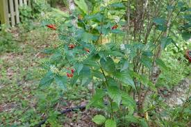 Image result for Rivina humilis