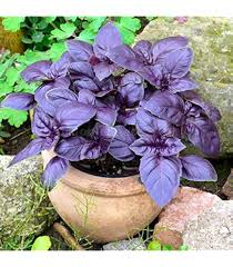 Image result for Whitfieldia orientalis