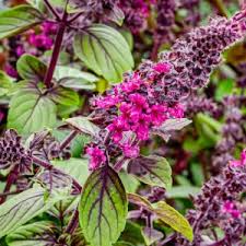 Image result for Ocimum fimbriatum