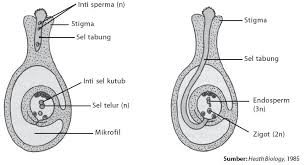Pintar Pelajaran Sistem Reproduksi Vegetatif Dan Generatif Pada Tumbuhan Berbagi Ilmu Pelajaran Sekolah Dasar