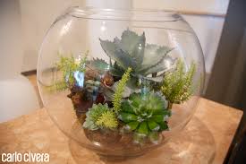 Le piante succulente tenute in casa devono ricevere sempre tutta la luce possibile per mantenersi sane, colorate e crescere in modo completo e armonico. Composizione Di Piante Grasse In Vaso Di Vetro Carlocivera Org Piantegrasse Vetro Design Arr Composizione Piante Grasse Piante Grasse In Vaso Piante Grasse