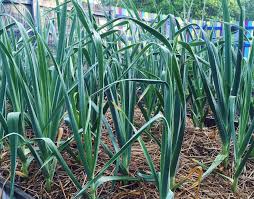 We did not find results for: How To Grow Harvest Preserve Garlic Kellogg Garden Organics