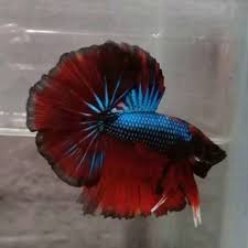 Ikan halfmoon mp3 & mp4. Jual Ikan Jantan Cupang Halfmoon Kombinasi Murah Ecer Grosir Ikan Hias Slayer Shopee Indonesia