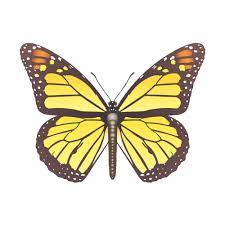 D02 Monarch Butterfly In 2021 Aesthetic Painting Aesthetic Photography Yellow Aesthetic Pastel