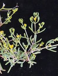 Image result for Zygophyllum cuneifolium