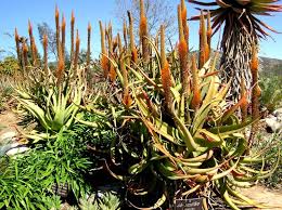 Image result for Aloe spicata